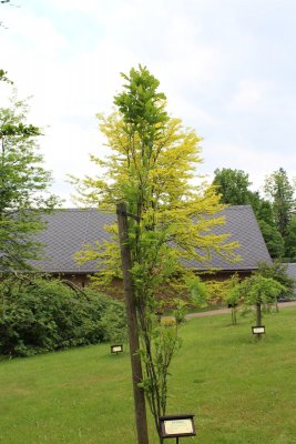 Quercus x warei Long 'Regal Prince' - křížený dub letní a dvoubarevný - jarní habitus